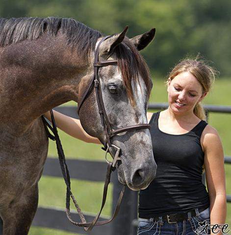 Albergatti, a beautiful gray horse