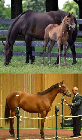 CopyrightStonestreetFarm