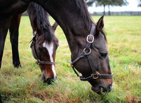 After the Races: Dreaming of Julia and Kauai Katie, Stonestreet Farms 2014