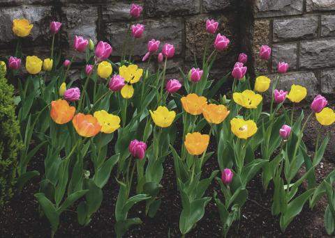 Bulb planting, 2014 Stonestreet Farm Scenics