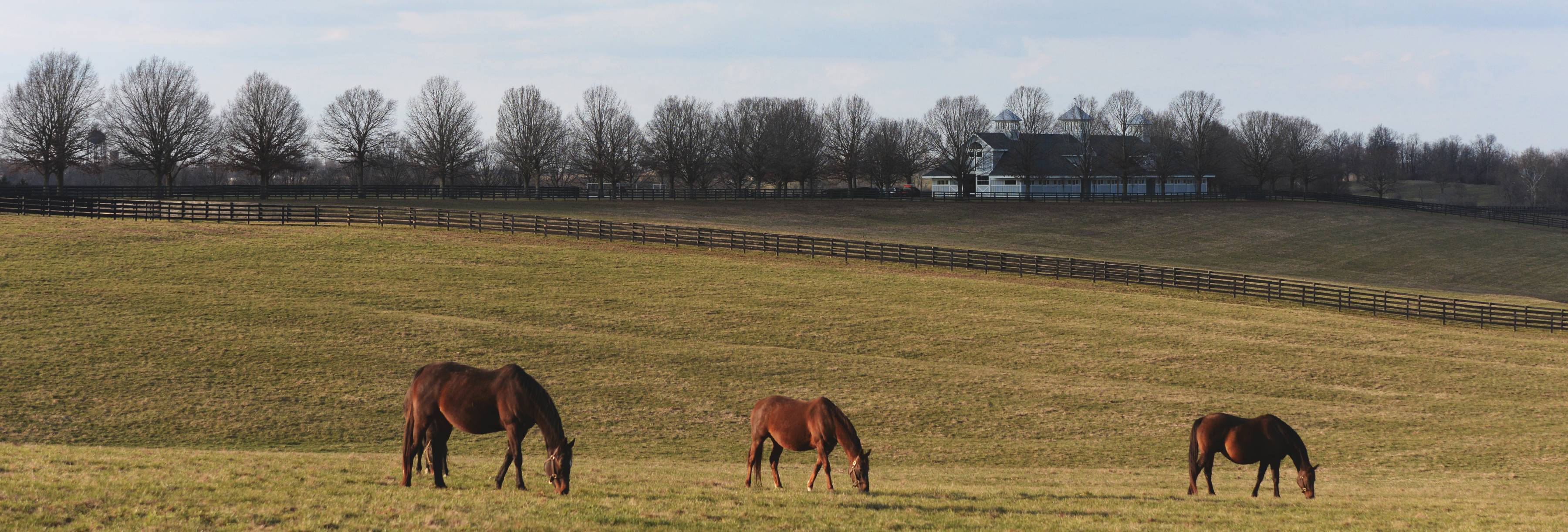 Winter Scenics, 2016 Stonestreet Farm