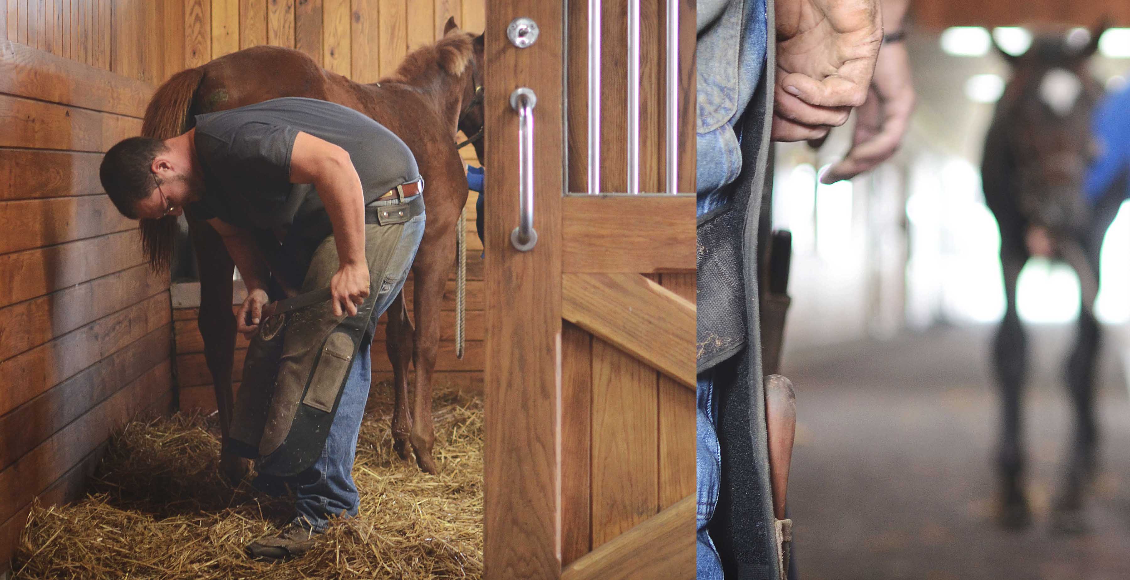 Foal Farrier, 2014 Stonestreet Farm