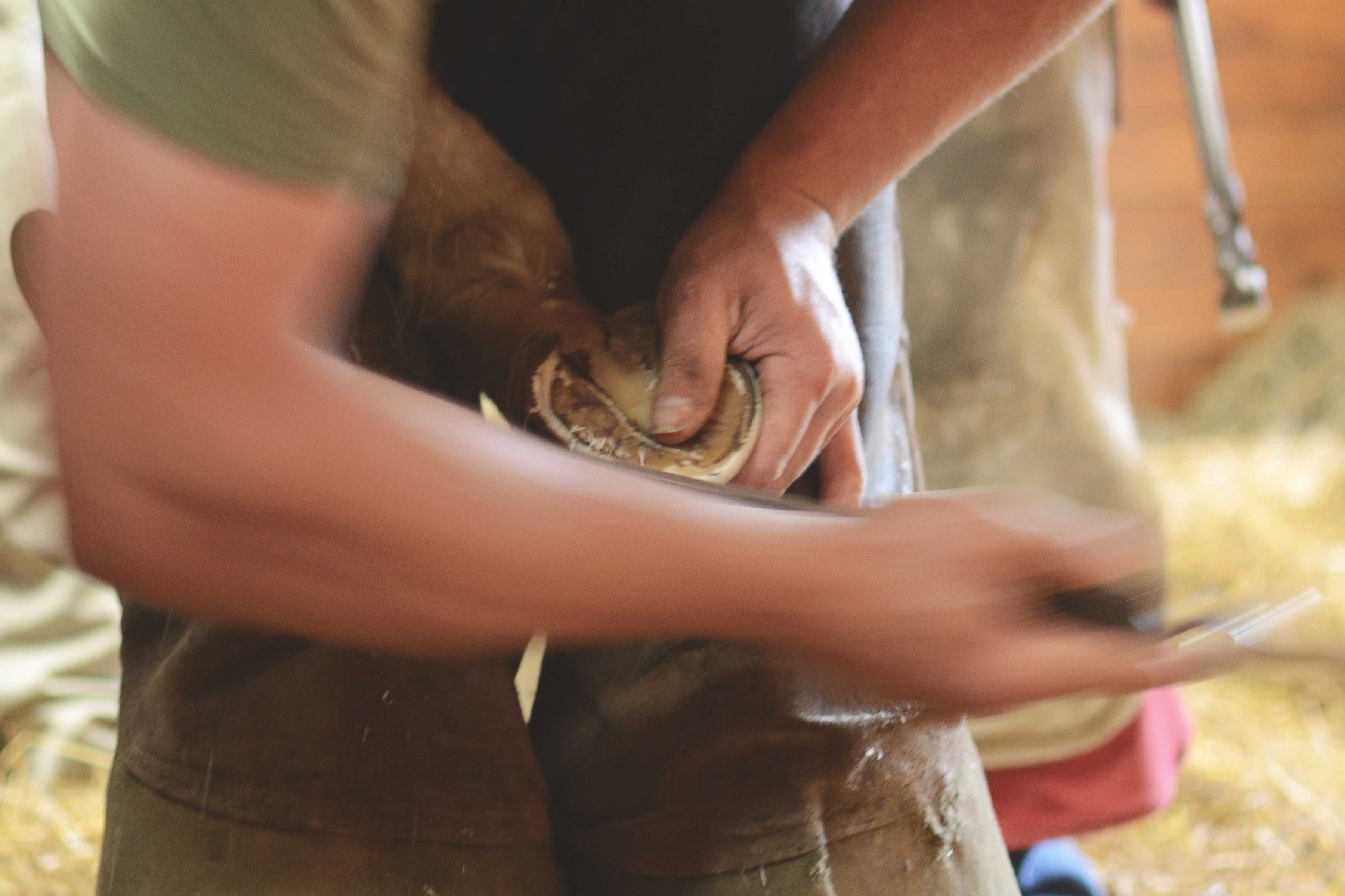 Foal Farrier, 2014 Stonestreet Farm