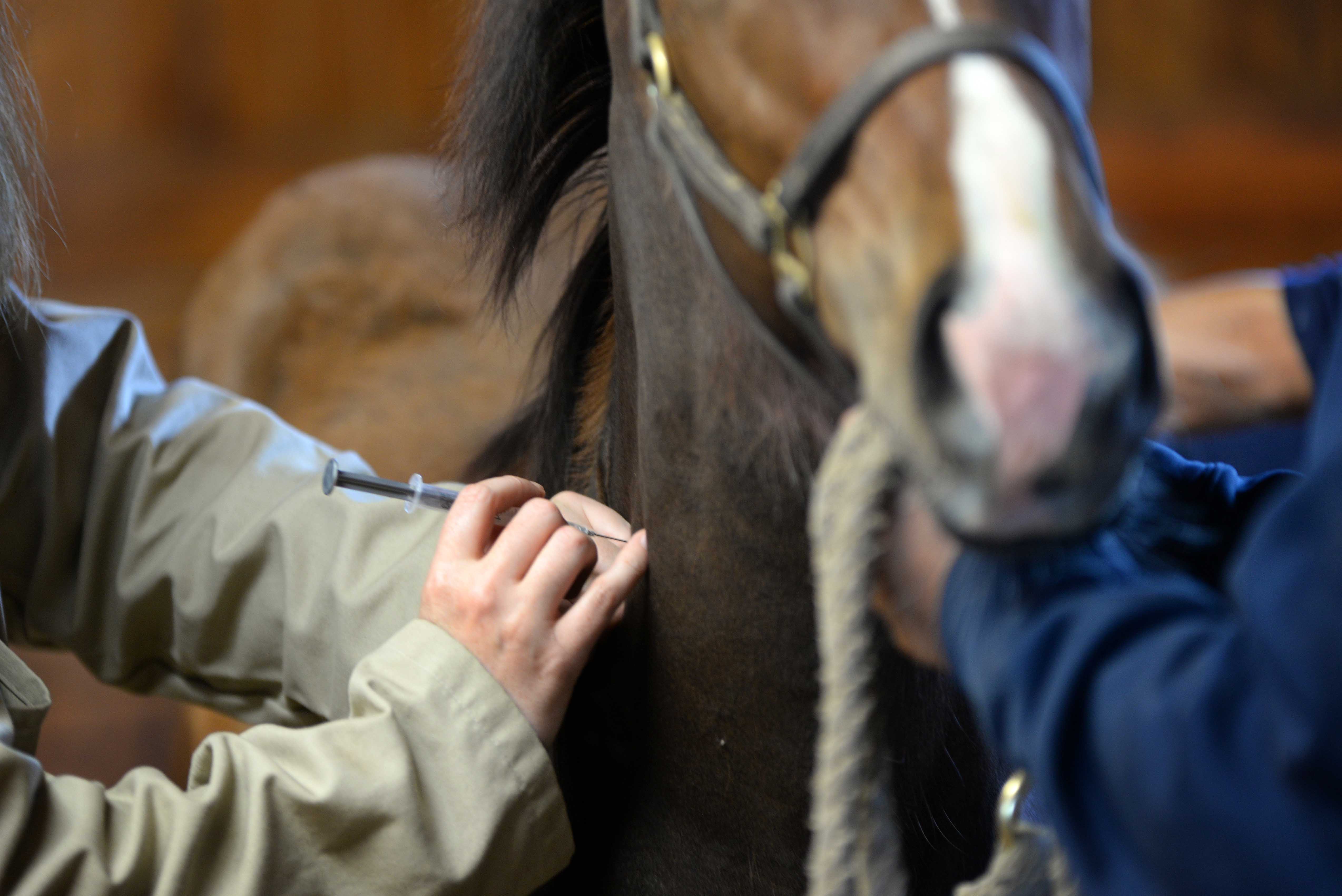 Foal Vaccinations, Stonestreet Farm 2015