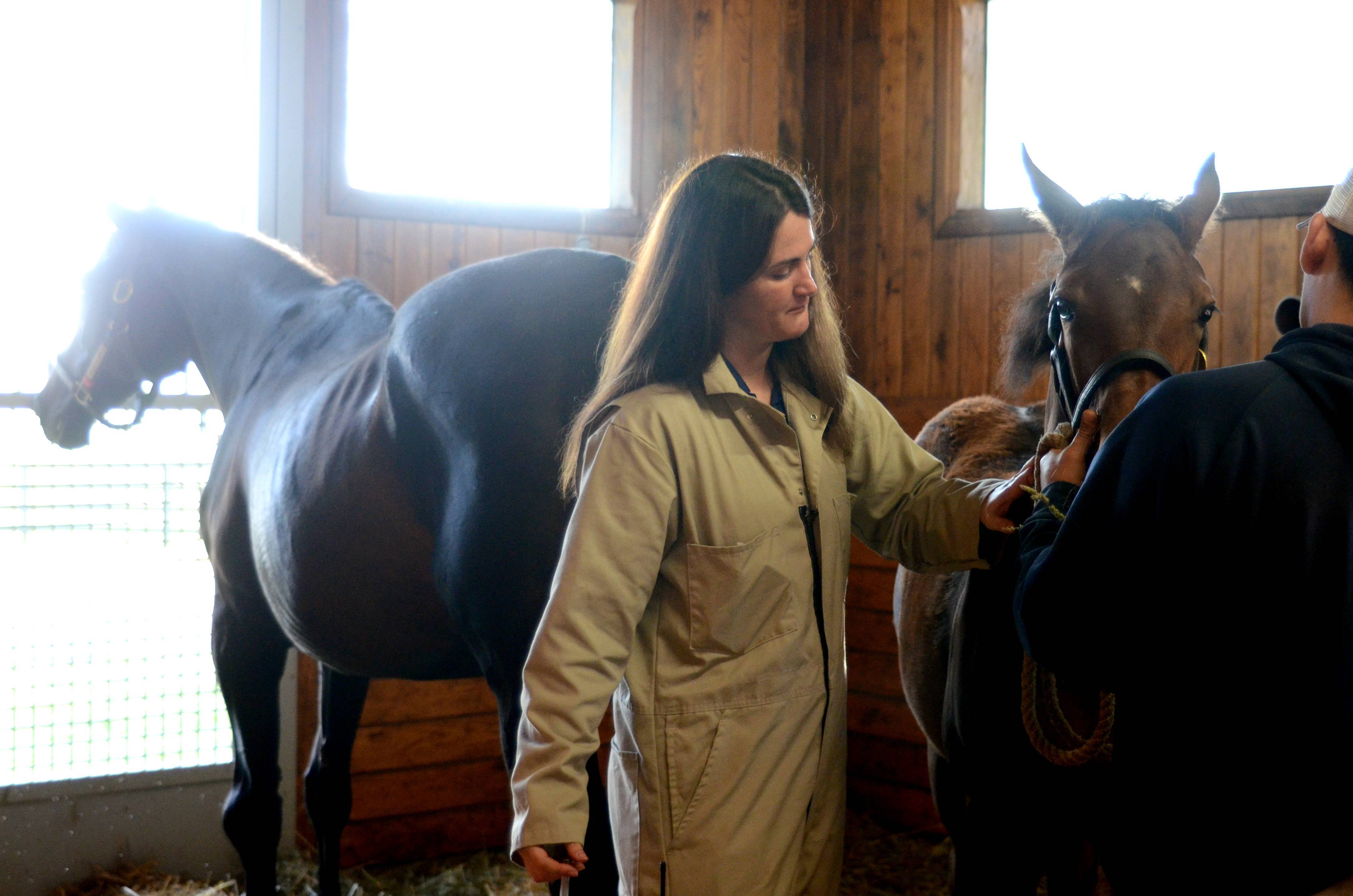 Foal Vaccinations, Stonestreet Farm 2015