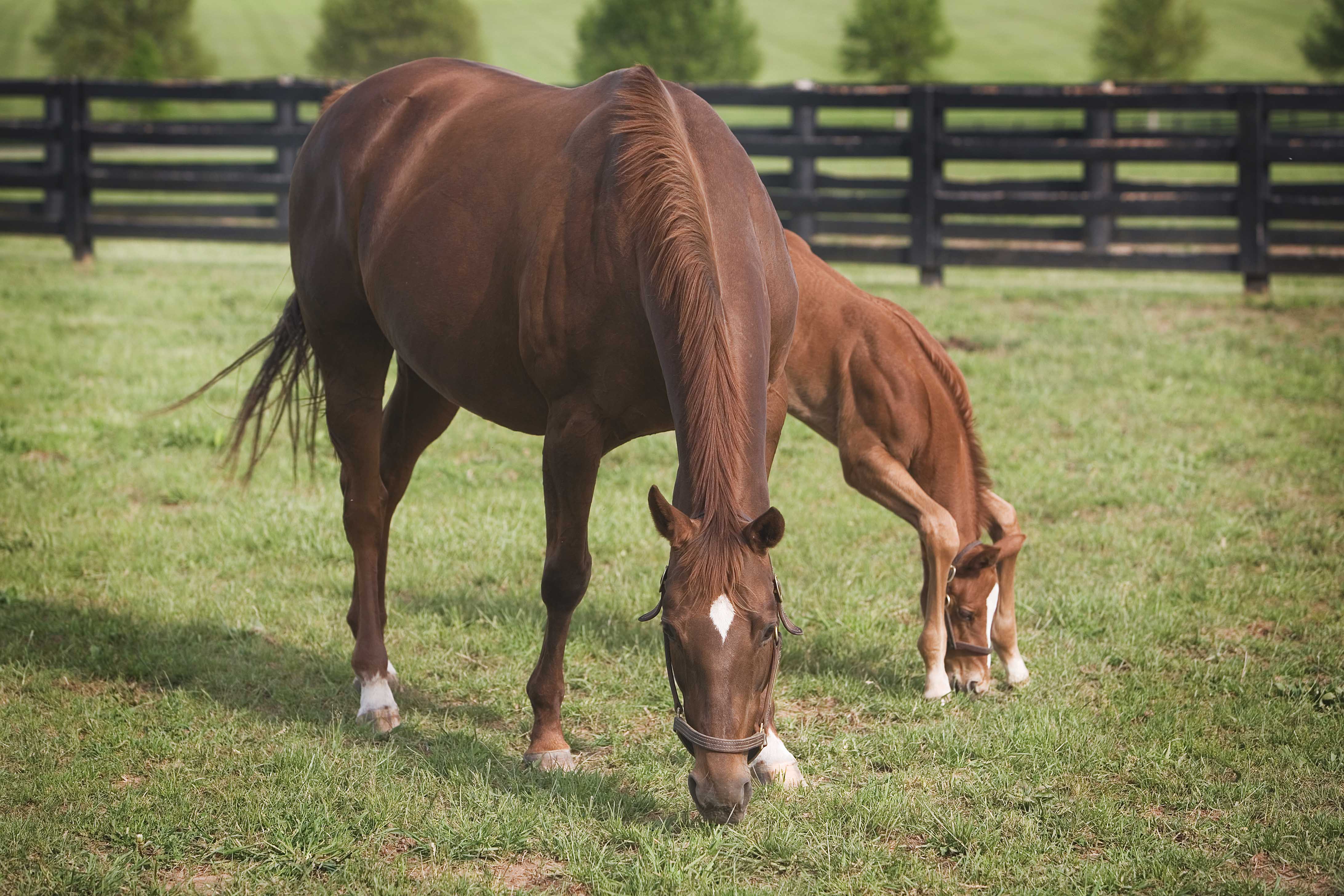 Mare with Foals, Scenics, Stonestreet Farms