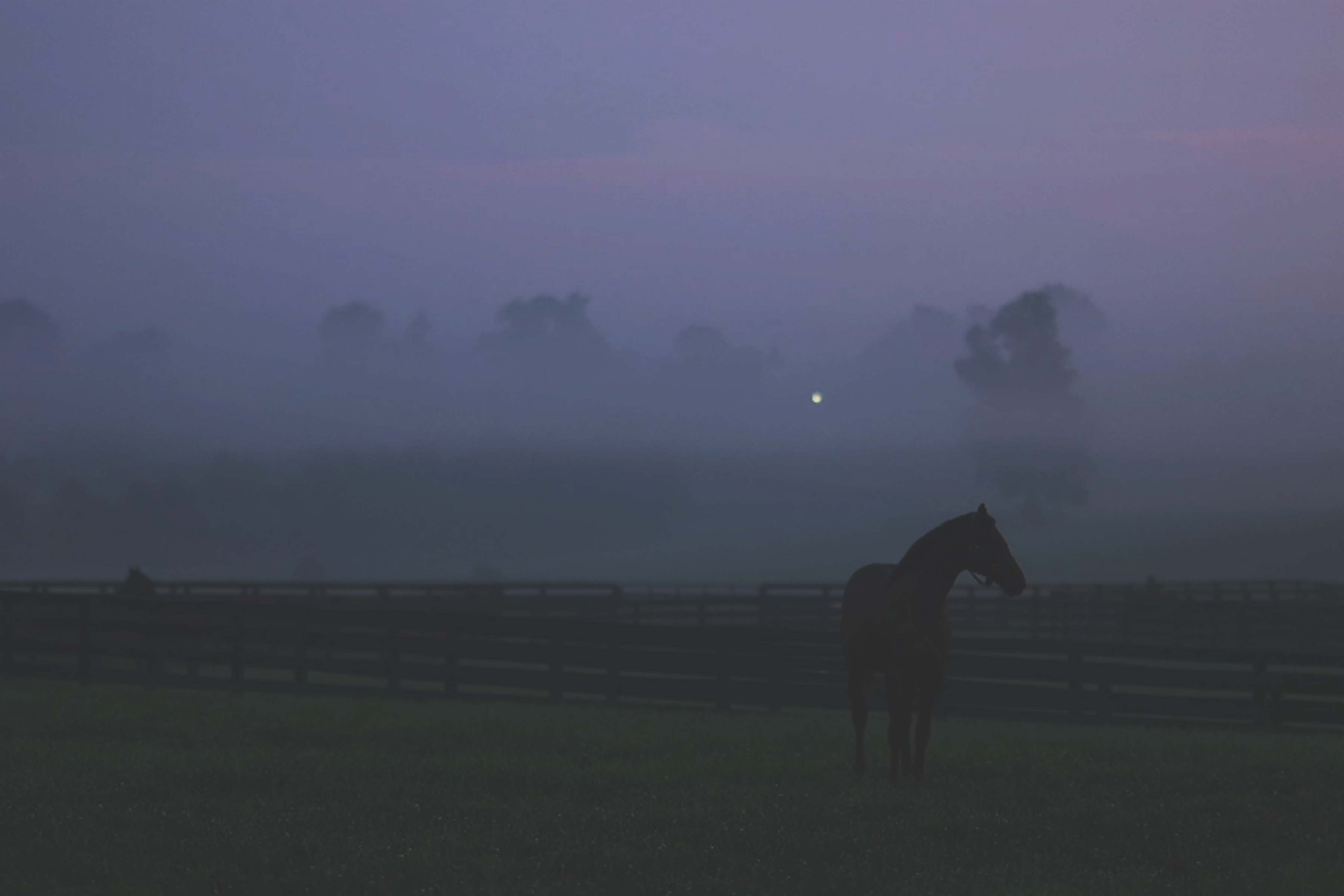 NighttimeYearlings