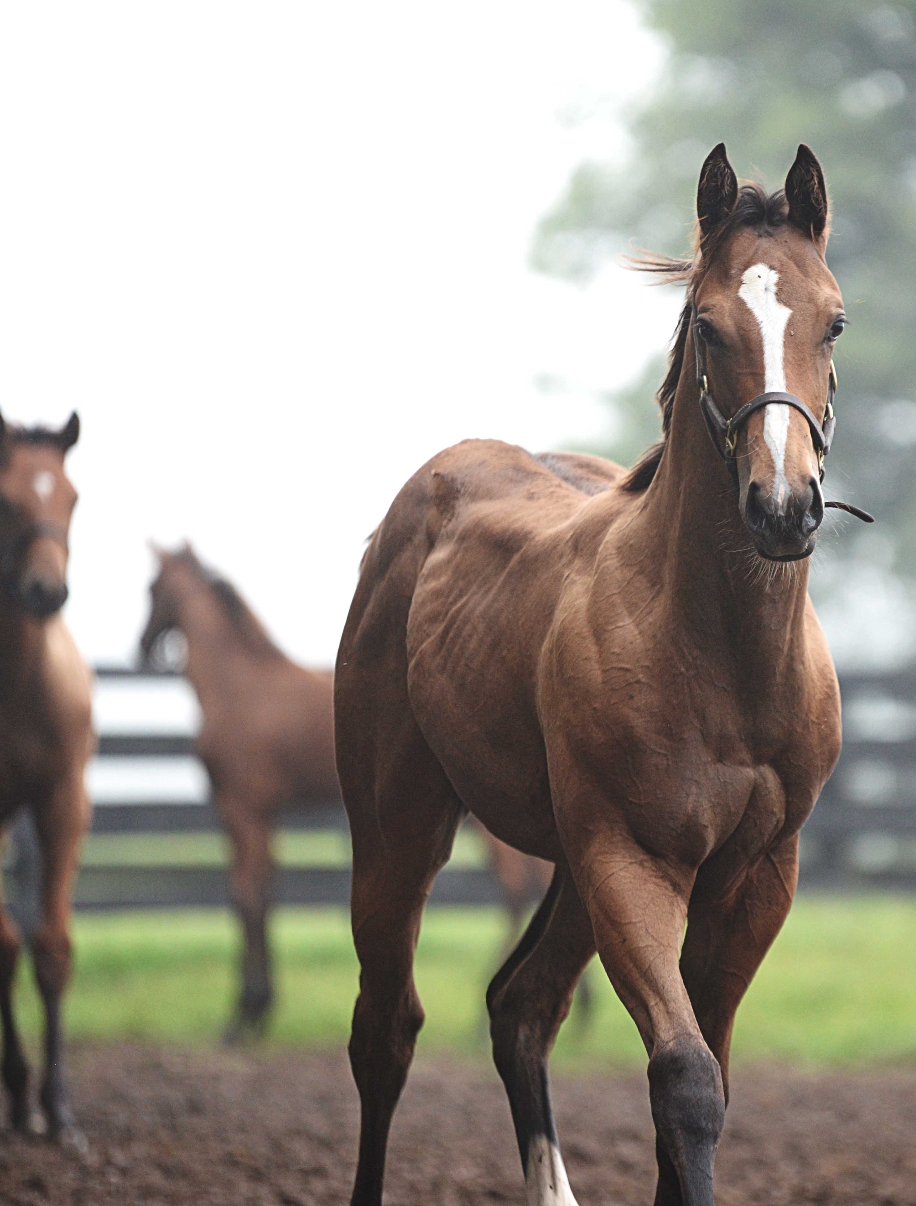 Weanlings, OFP, Stonestreet Farm 2015