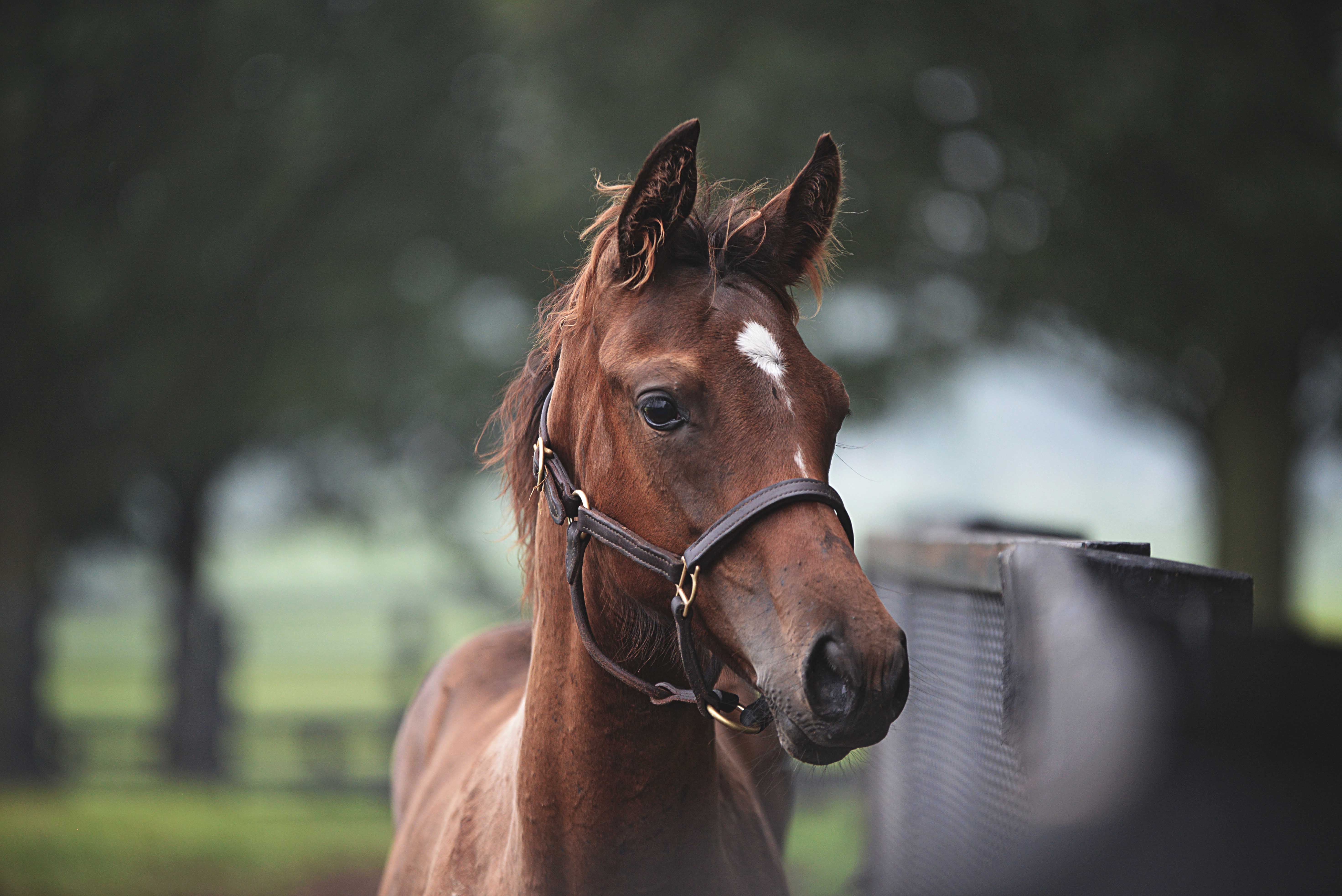 Weanlings, OFP, Stonestreet Farm 2015