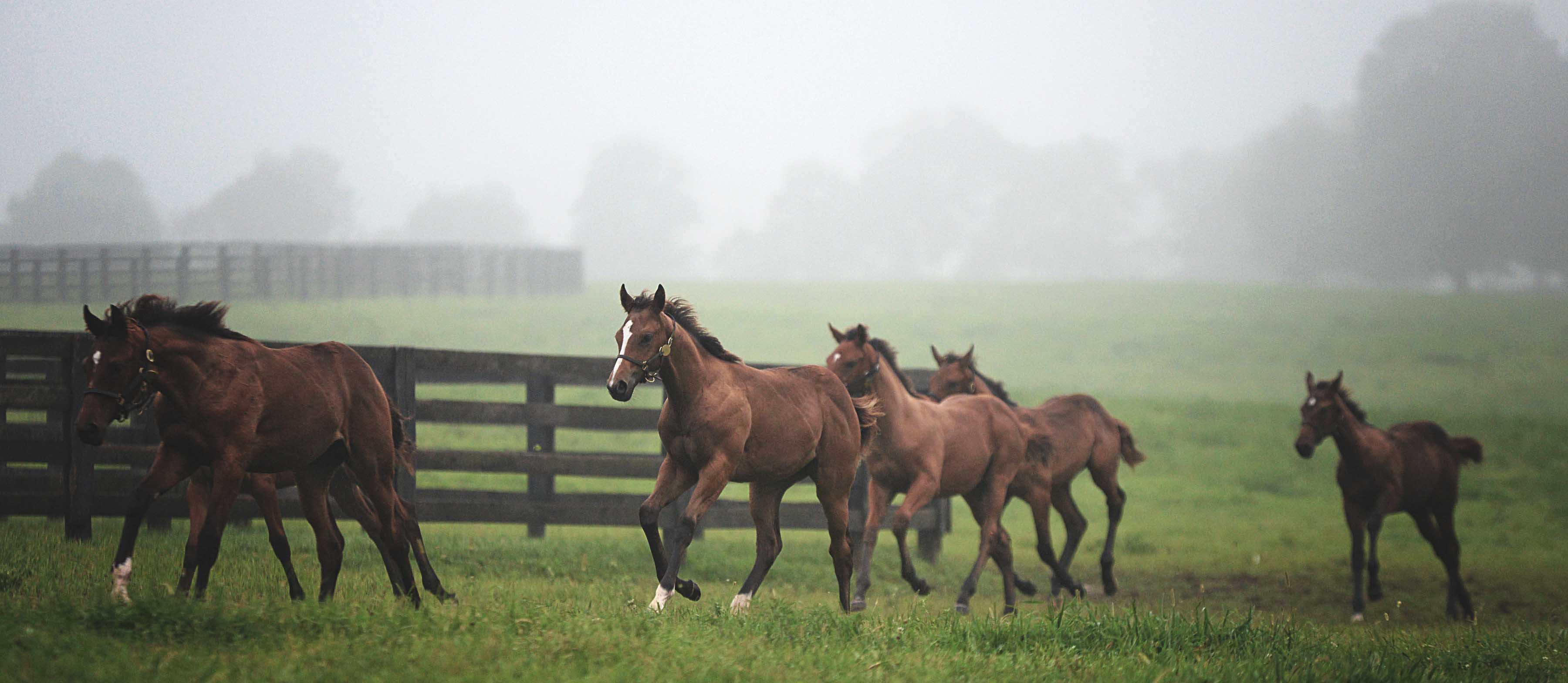 Weanlings, OFP, Stonestreet Farm 2015