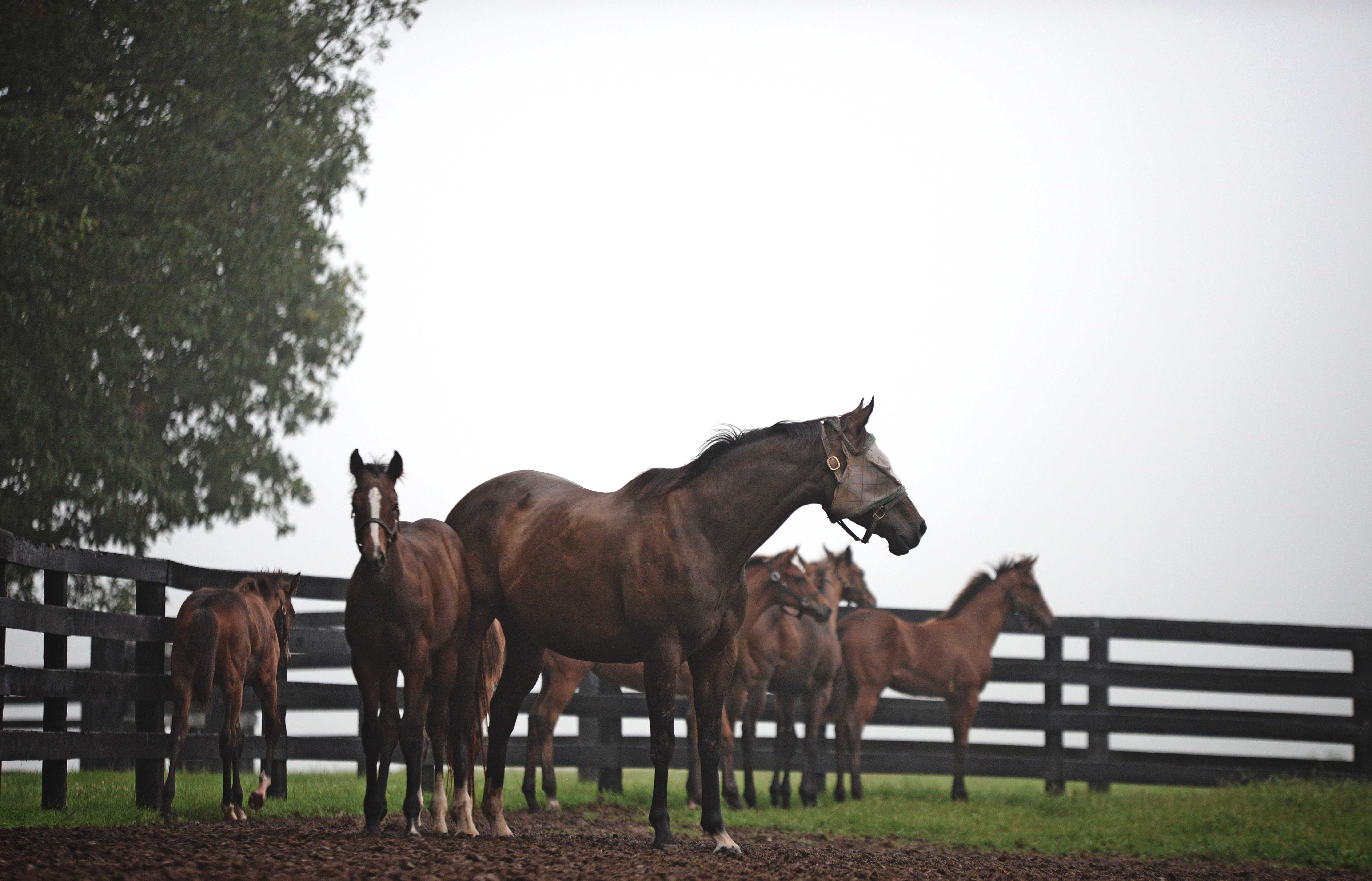 Weanlings, OFP, Stonestreet Farm 2015