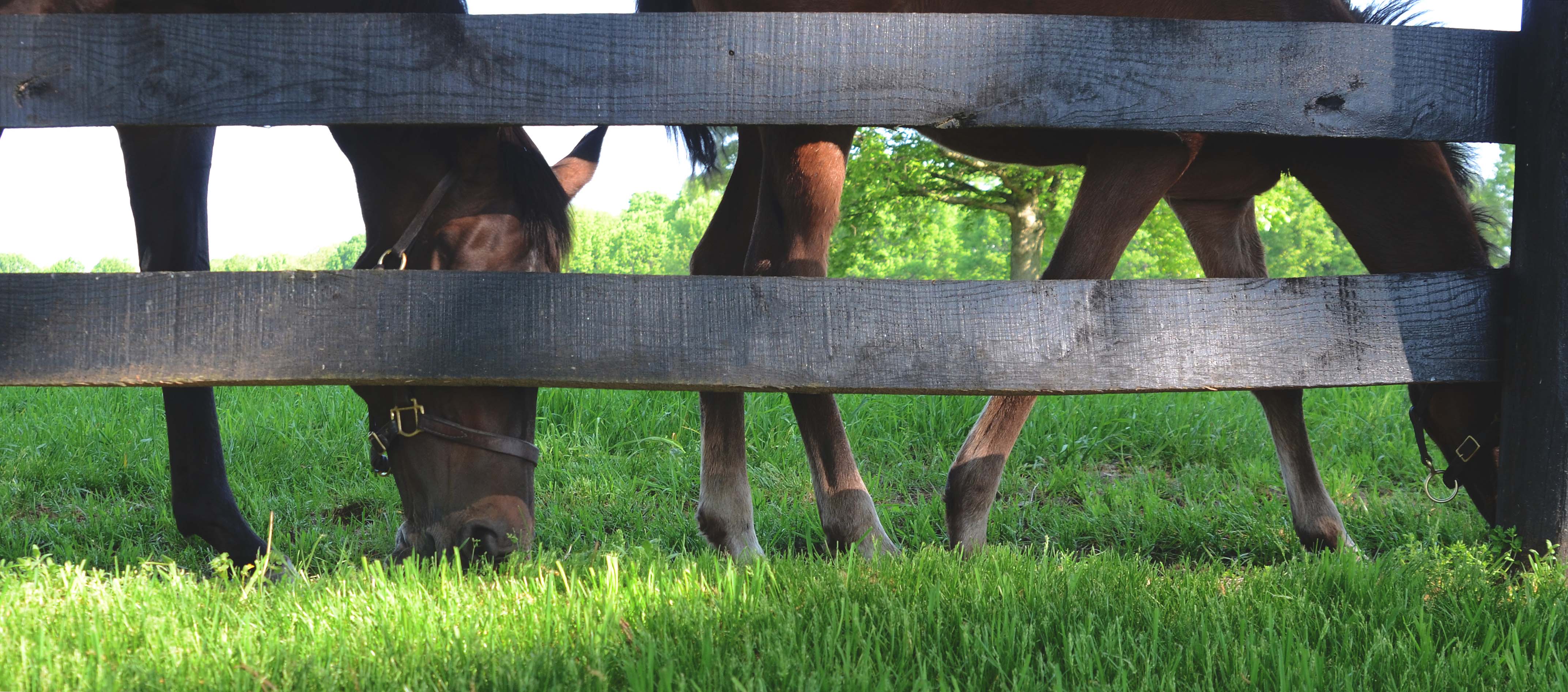 Stonestreet Farm 2015