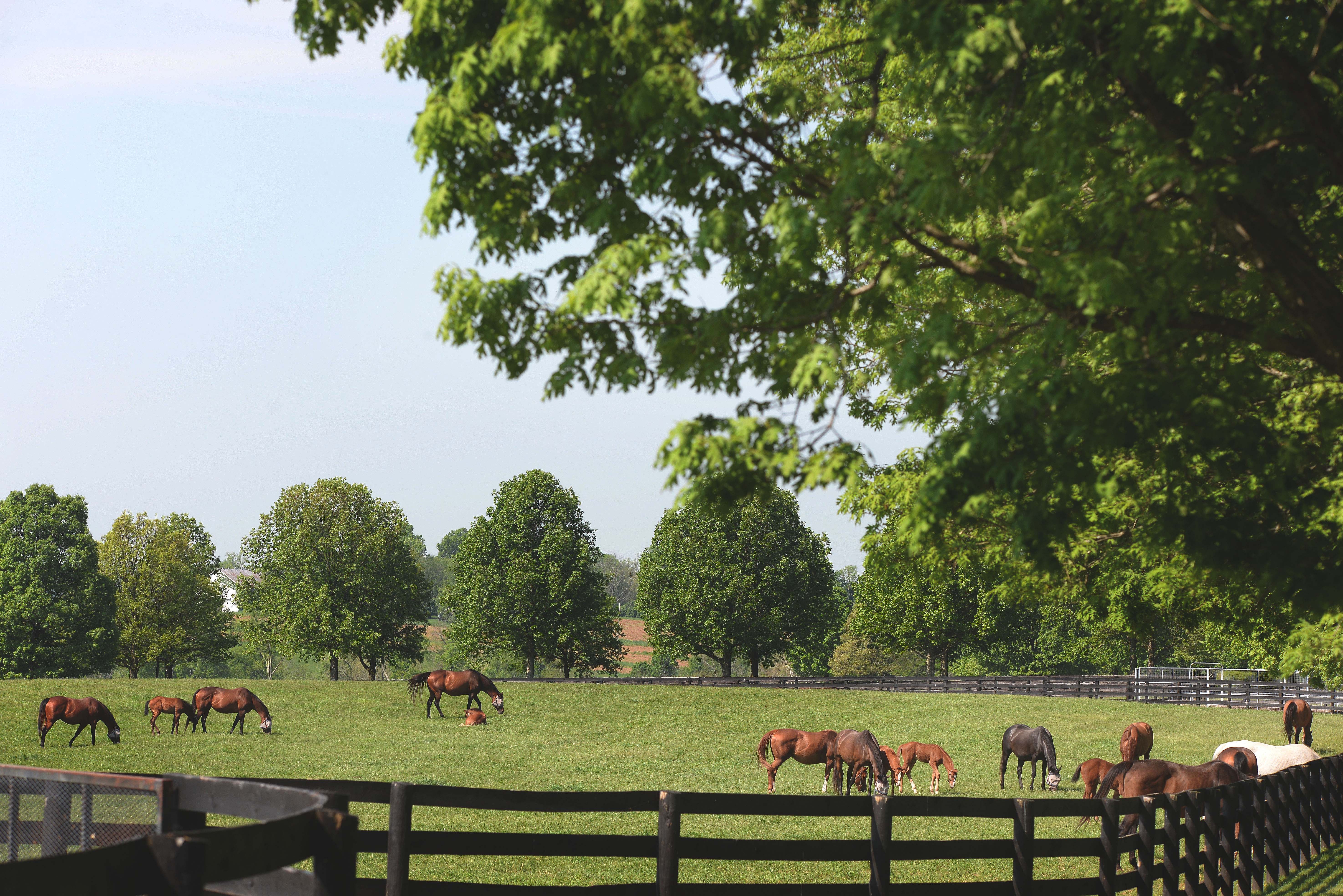 Stonestreet Farm 2015