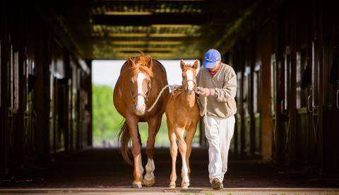 Mare with Foals, Scenics, Stonestreet Farms