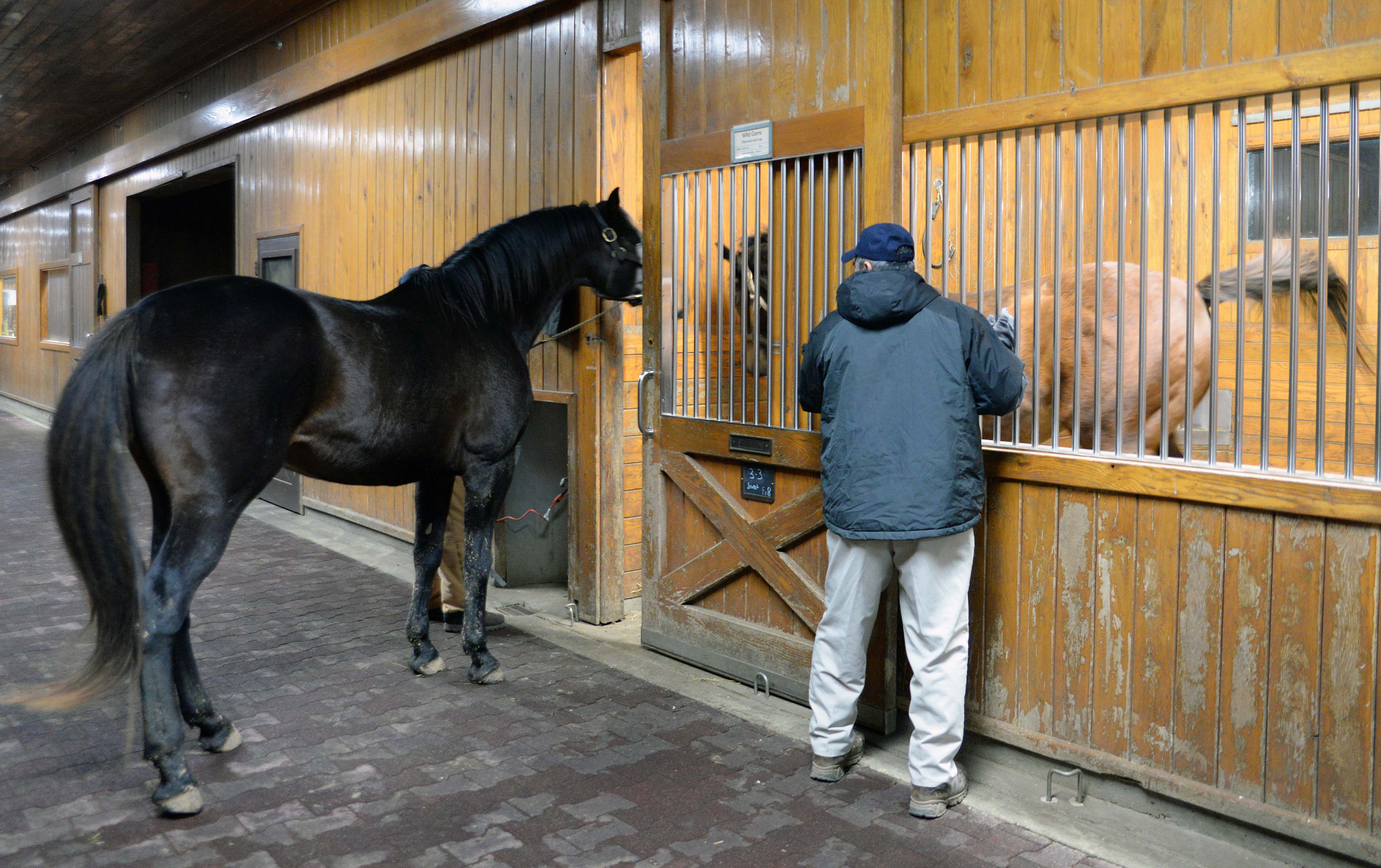 Mare Teasing, Stonestreet Farm 2014