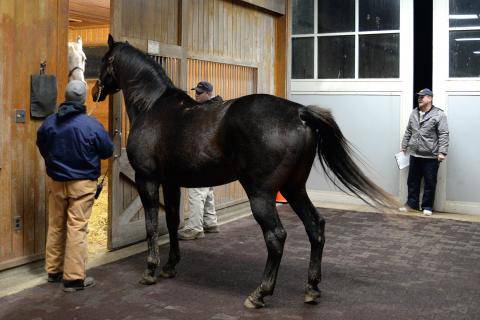 Mare Teasing, Stonestreet Farm 2014