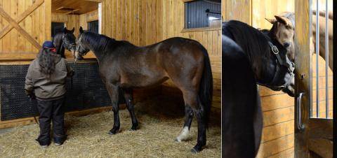 Mare Teasing, Stonestreet Farm 2014