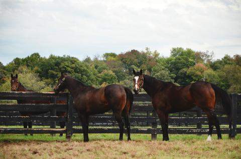 After the Races, Stonestreet Farm, Dreaming of Julia, Kauai Katie, My Miss Aurelia 2014