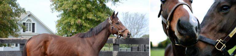 My Miss Aurelia, Dreaming of Julia, and Kauai Katie