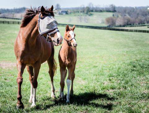 Fly Masks